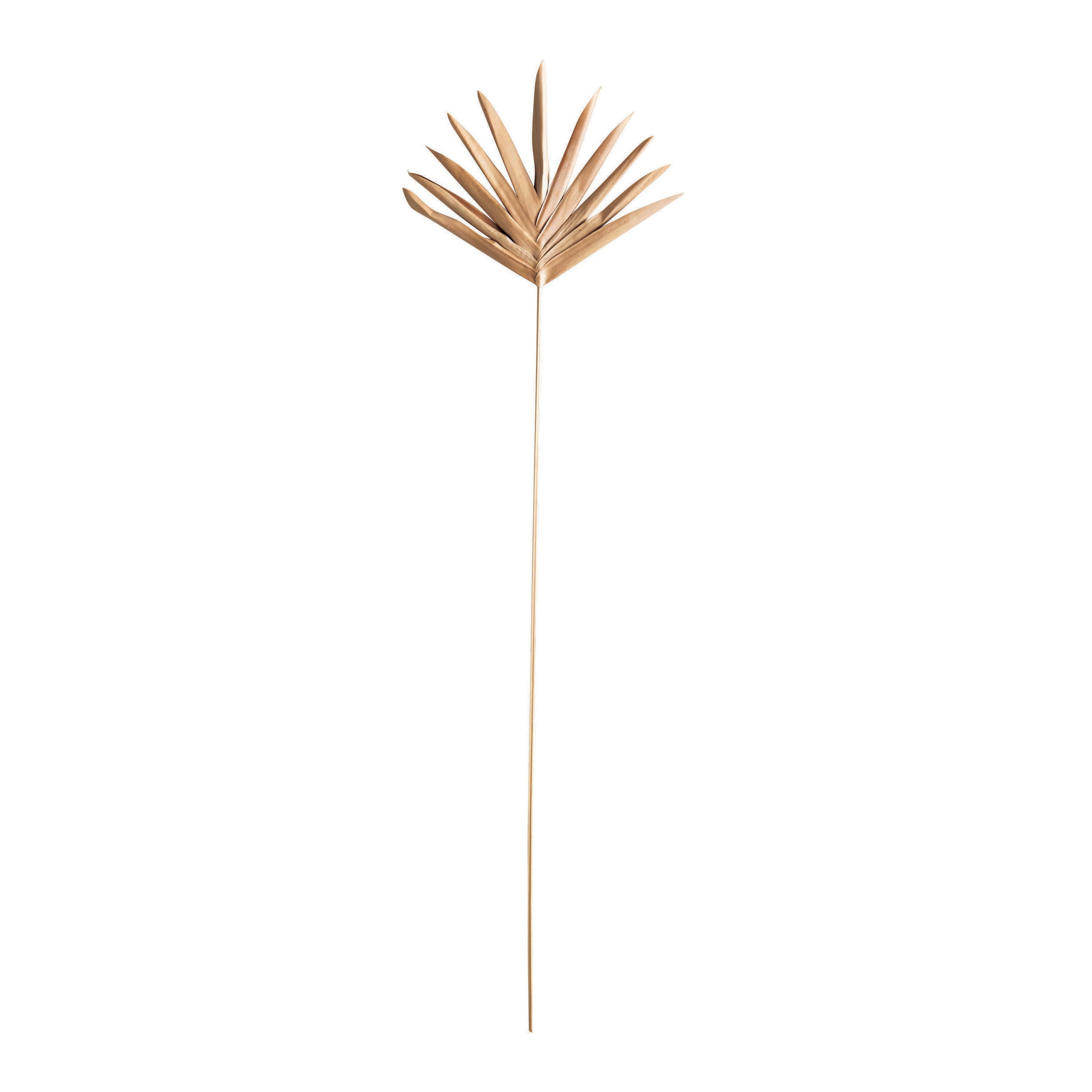 Dried Buri Palm – Bungalow Home Furnishings